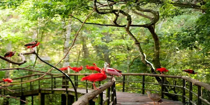 Parque das Aves en Foz do Iguaçu — tucanes y guacamayos en aviarios de libre circulación